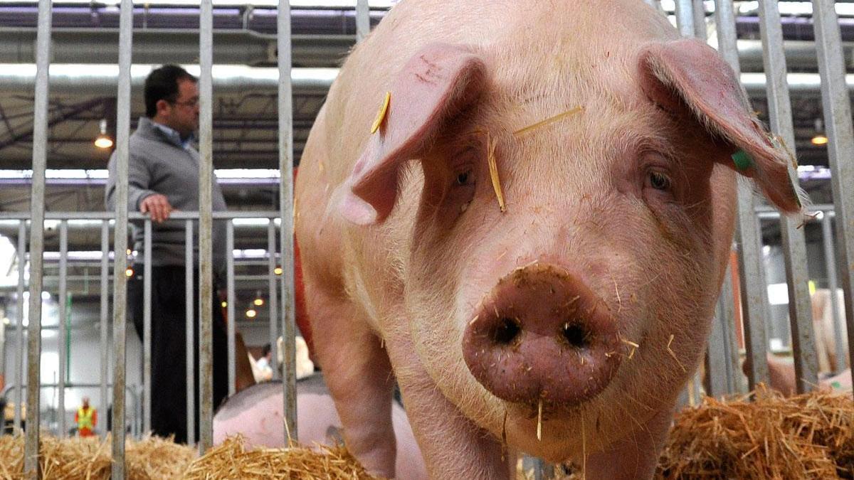 El sector porcino aragonés supone un 27% de la cabaña de cerdos de todo el país.