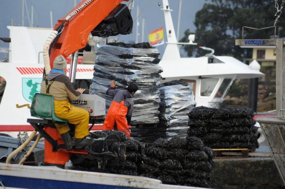 El cultivo de mejillón en Galicia.