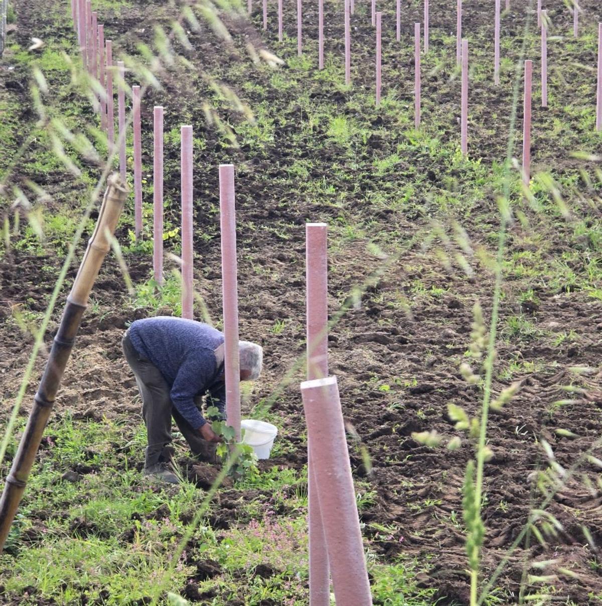 Un hombre ata con mimo
una joven cepa, en
Ribadumia.
| M. Méndez