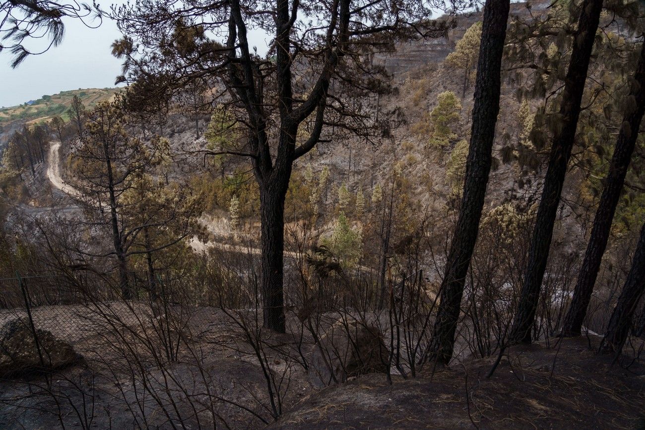 Así ha quedado el monte de Tenerife por el incendio