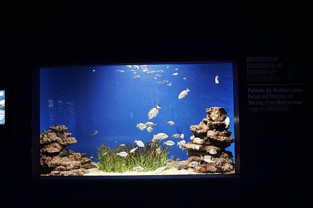 Die Fundación Palma Aquarium rettet in Not geratene Tiere. Doch wegen der Pandemie fehlen Gelder