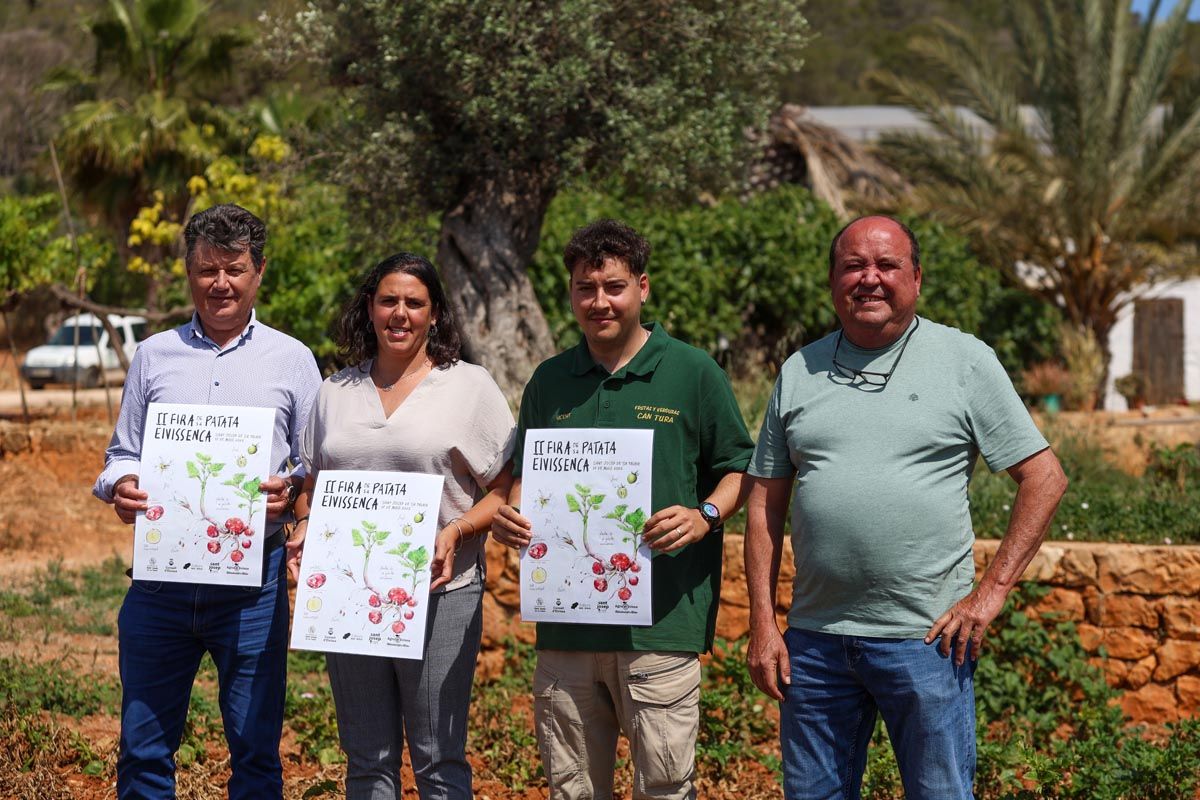 Galería: Los productores de Ibiza recogerán 2,7 millones de kilos de patata en 2025