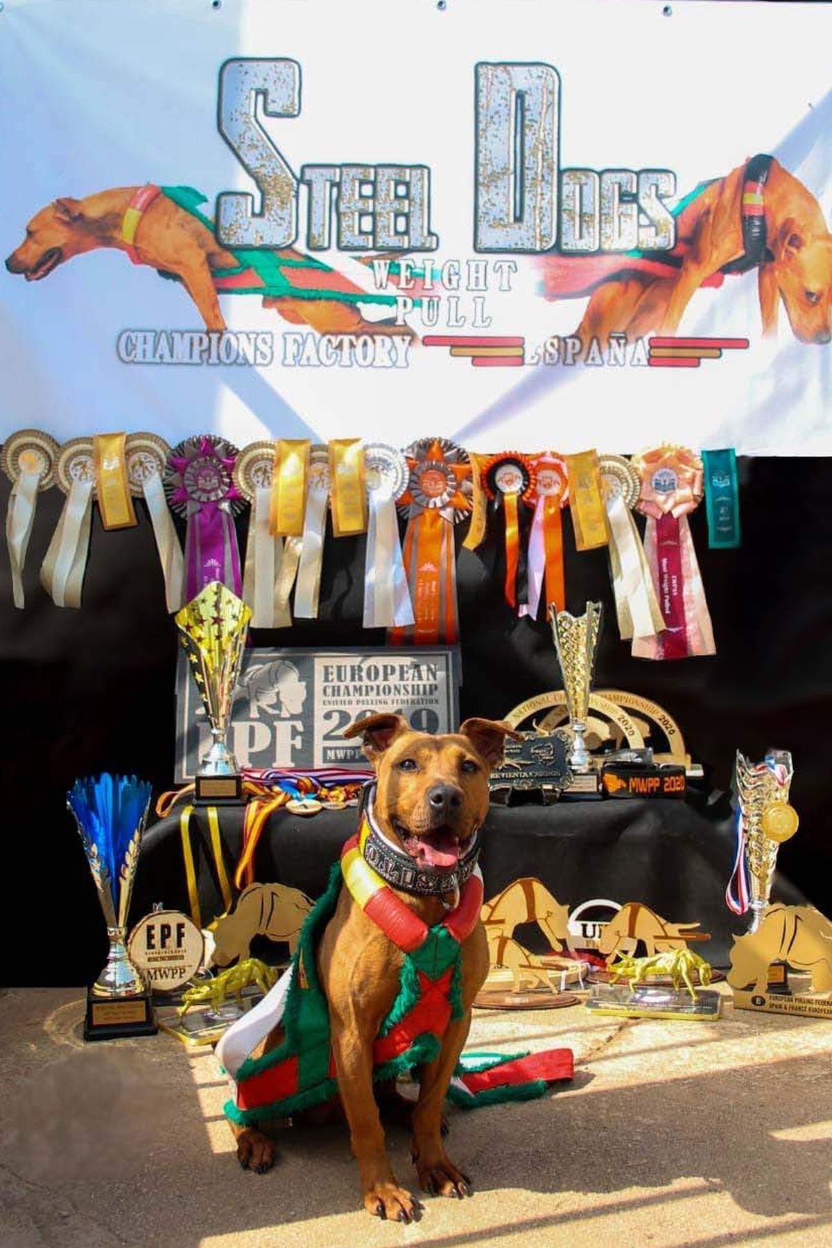 &#039;Barresito&#039;, de 4 años, ha sido 4 veces campeón de Europa en arrastre (Weight Pull).