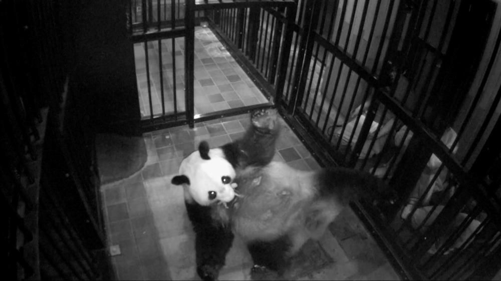 Giant panda Shin Shin holding her newborn cub is ...