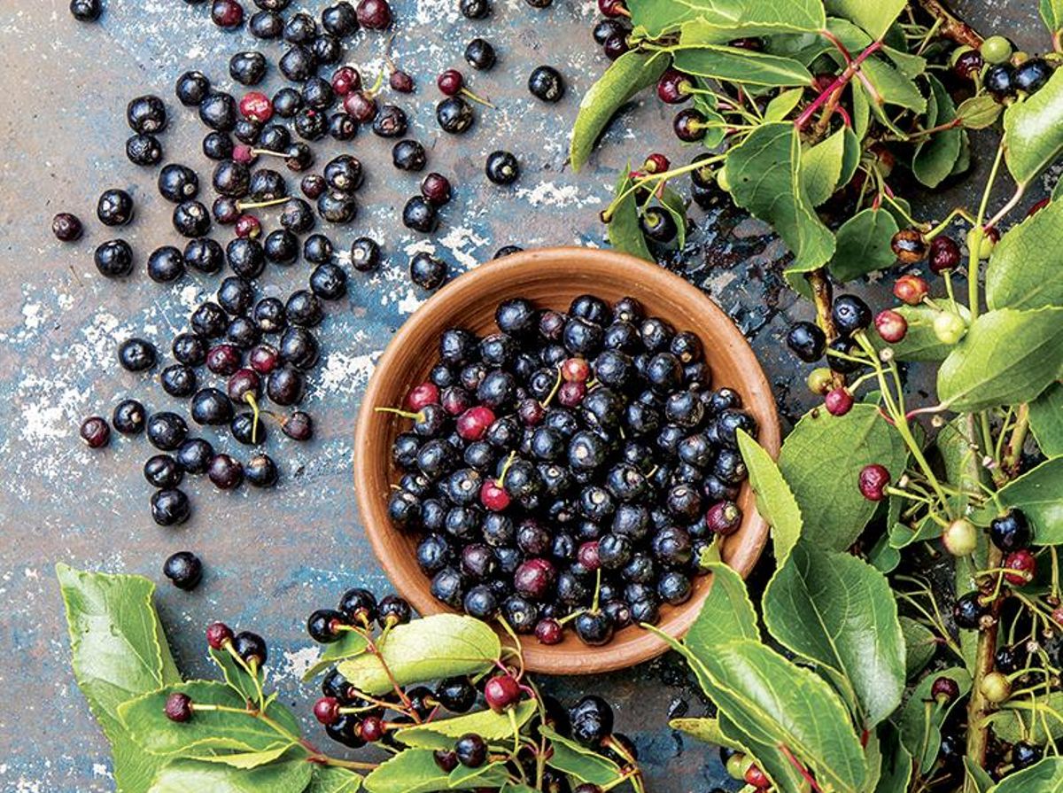 El maqui se puede incluso confundir con las cerezas.