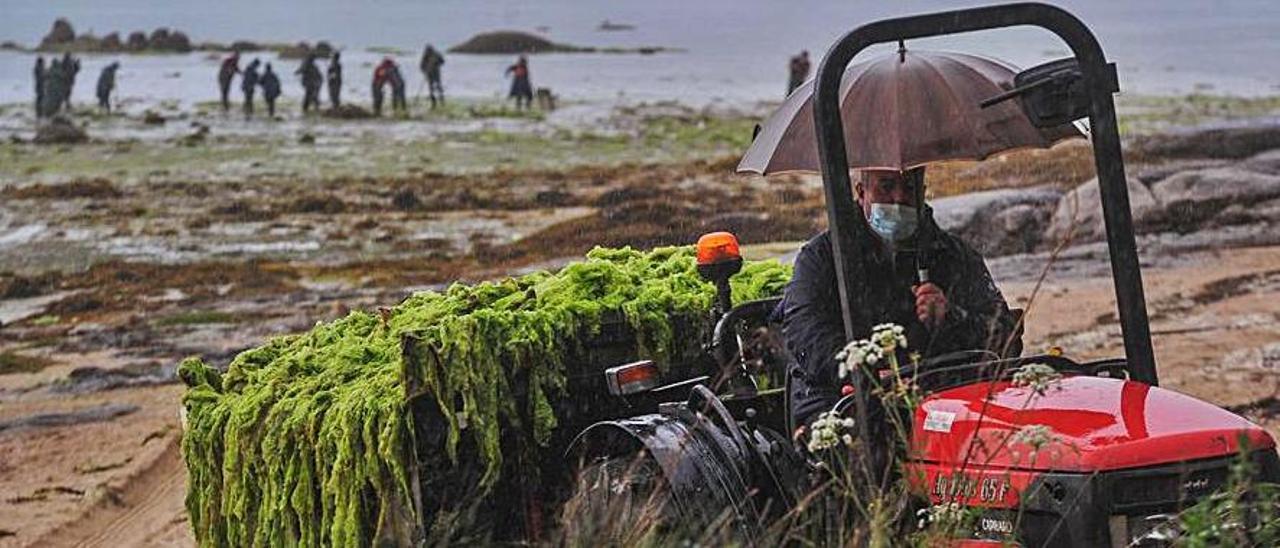 Un tractor lleno de algas abandona la playa de O Castelete.
