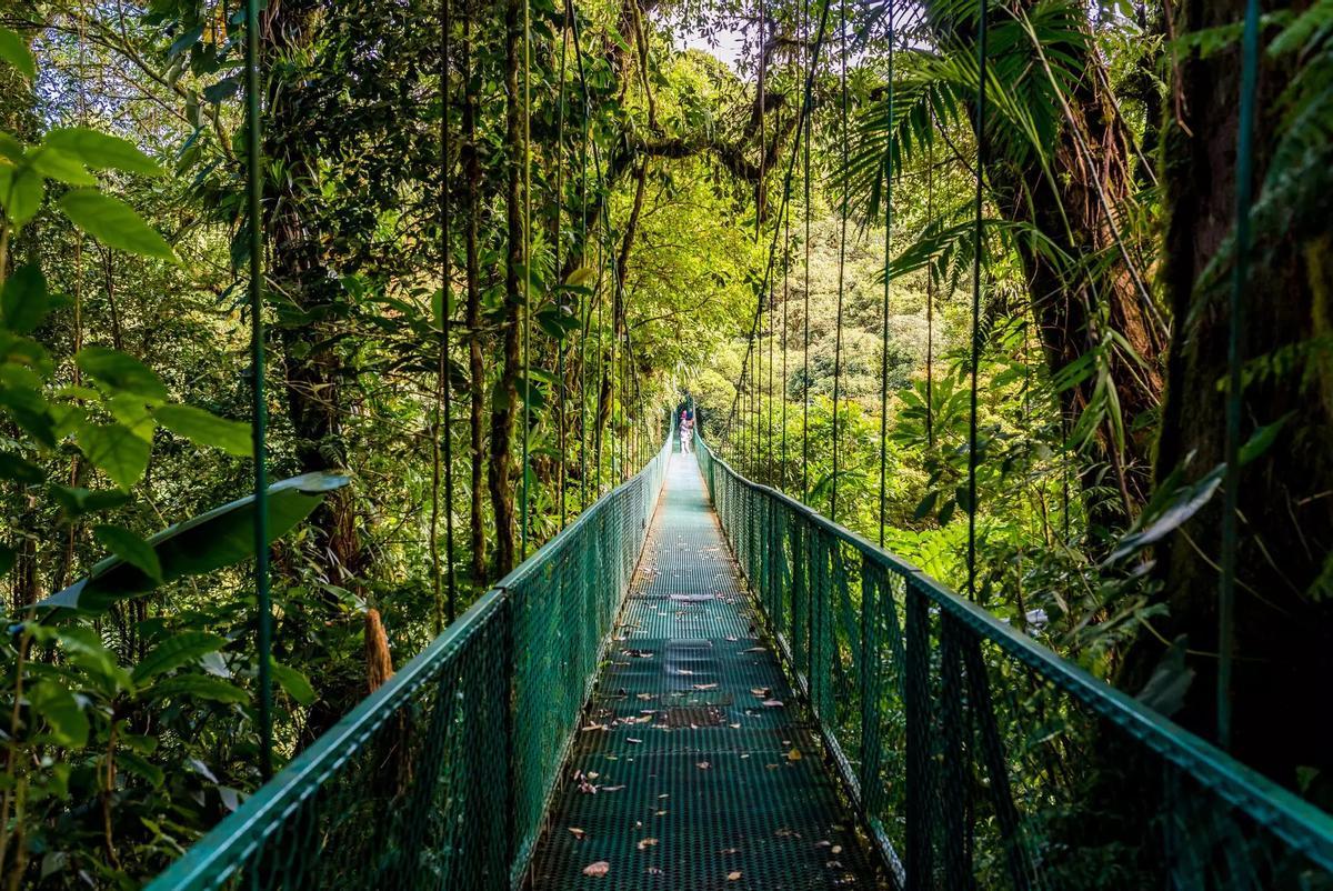 En el bosque nuboso de Monteverde, Costa Rica.
