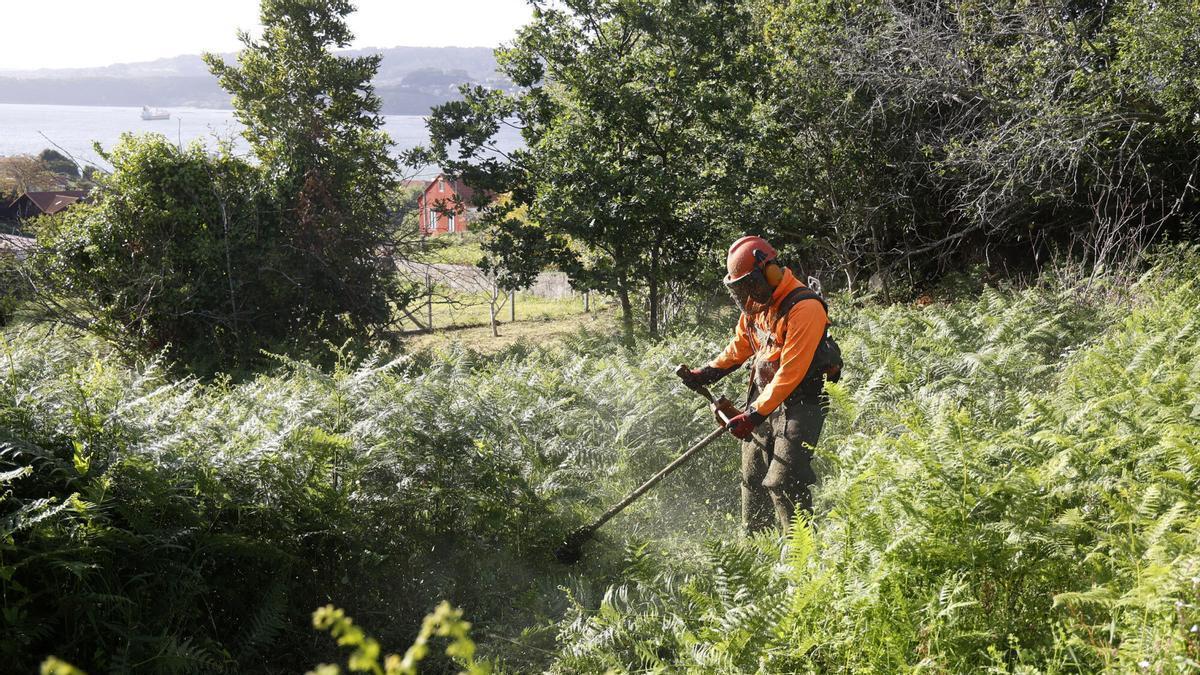 Un trabajador realiza labores de desbroce en una finca.