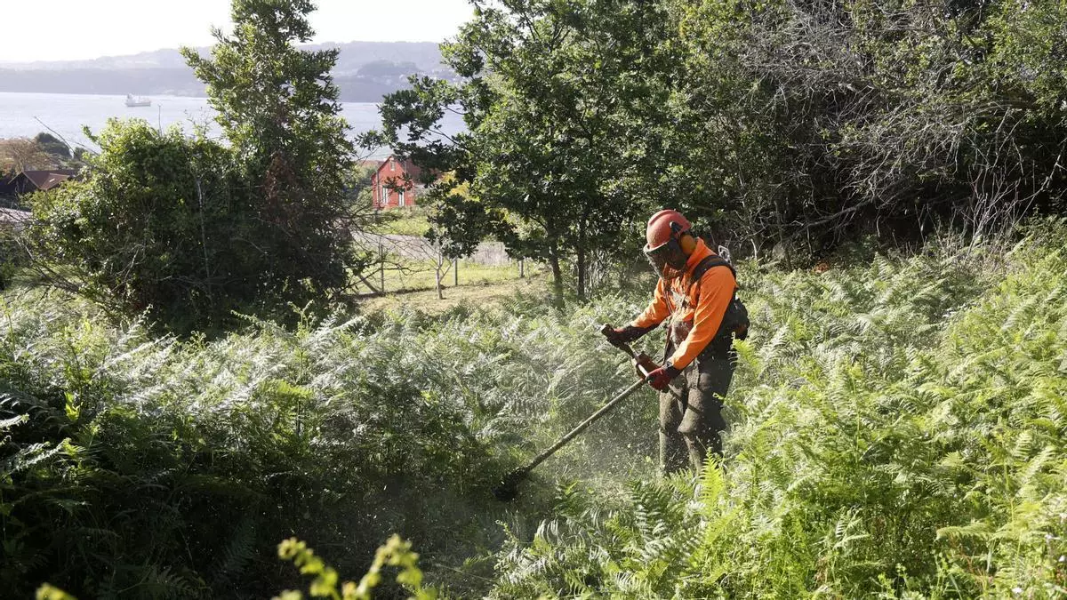 La UVigo transforma la biomasa residual de infraestructuras en productos de interés para la reparación de suelos, el filtrado de augas residuales y la agricultura