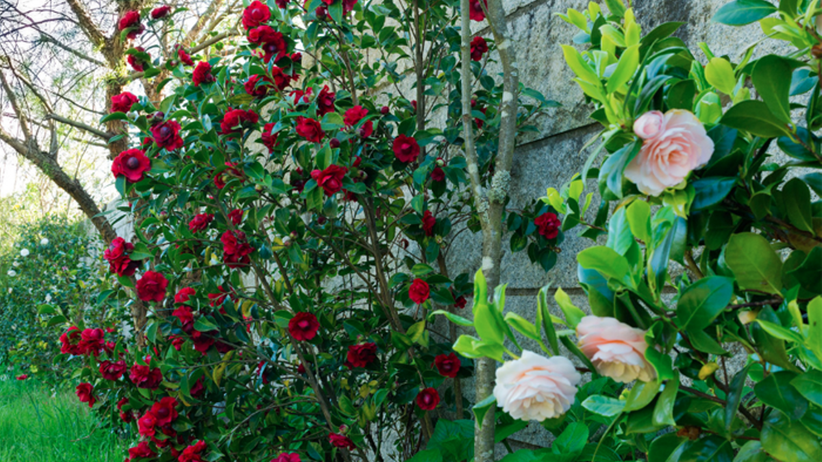 Cuando la dama florece, llega el tiempo de las Camelias - Viajar