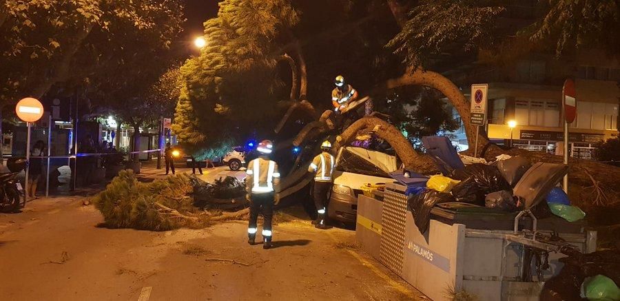 Un pi de grans dimensions cau damunt d'una furgoneta a Palamós