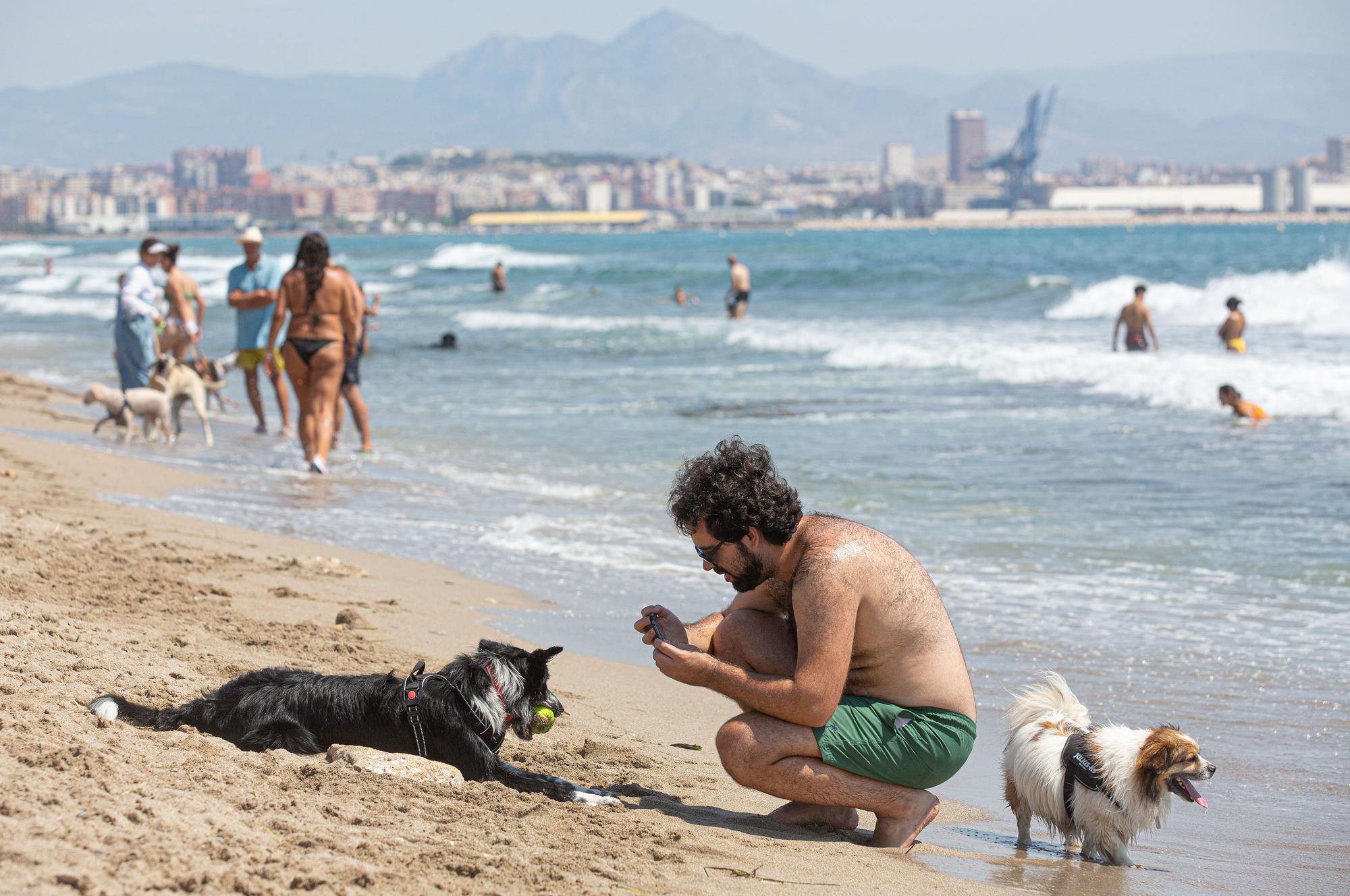 Aguamarga, una playa de perros