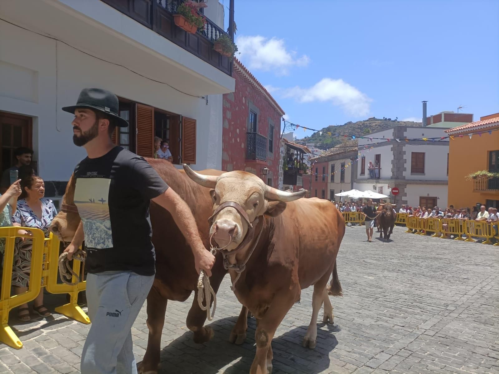 Santa Brígida celebra San Antonio