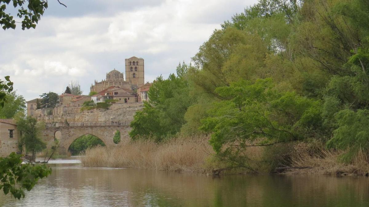 Ocho años con las aves y la naturaleza de Zamora