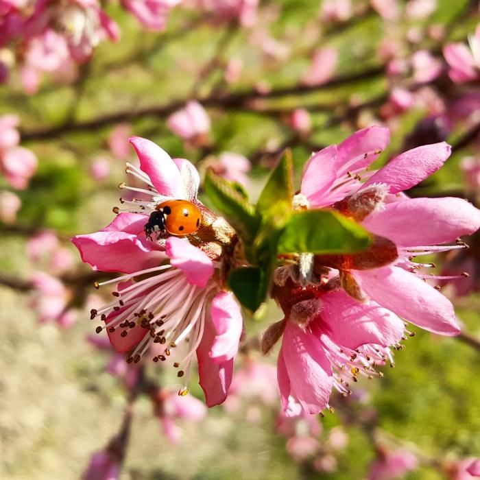 Petit escarabat. Aquesta marieta sobre la flor d’un presseguer també s’afegeix a l’exposició de colors de la primavera.