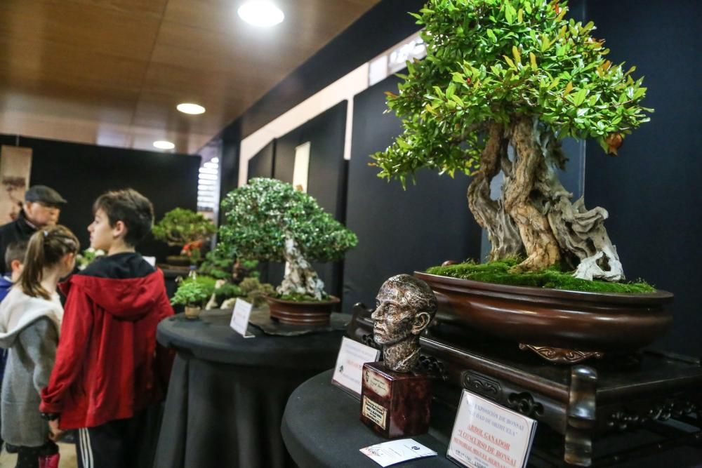 Una exposición muestra 62 ejemplares en La Lonja, algunos con 200 años de antigüedad y exhibición de artes marciales