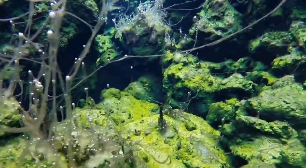 El fondo marino de la fajana tras la erupción del volcán de La Palma