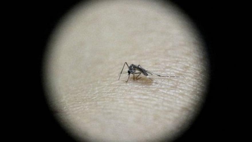 La OMS asegura que el Zika se propaga "de forma explosiva"