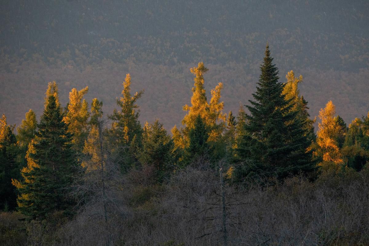 Las crías de alce en Maine, en peligro por las garrapatas y el cambio climático