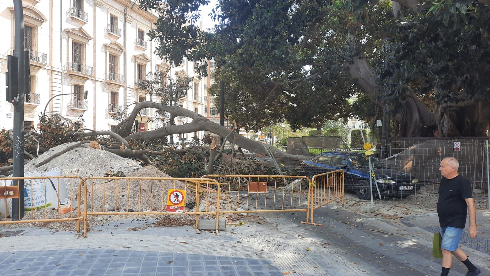 Se desploma parte de uno de los ficus centenarios del Parterre