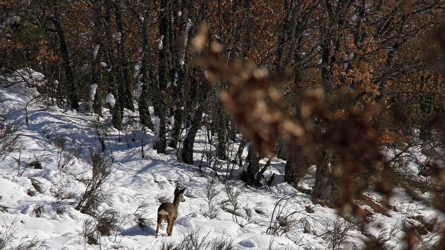 Investigado un cazador por abatir un corzo en periodo de veda en Palencia