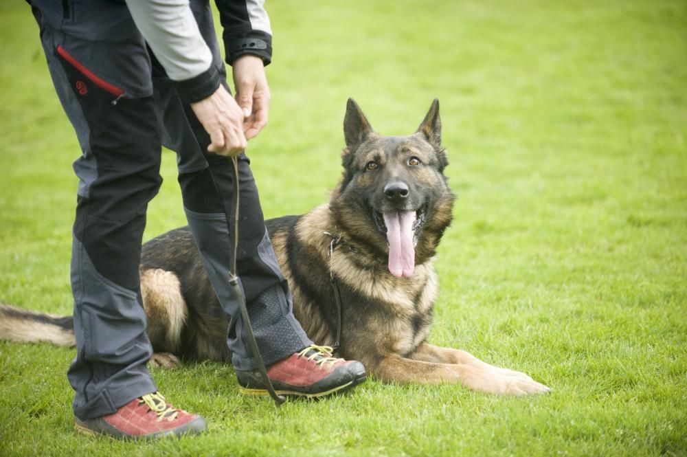 Copa de España de Trabajo para Perros de Utilidad