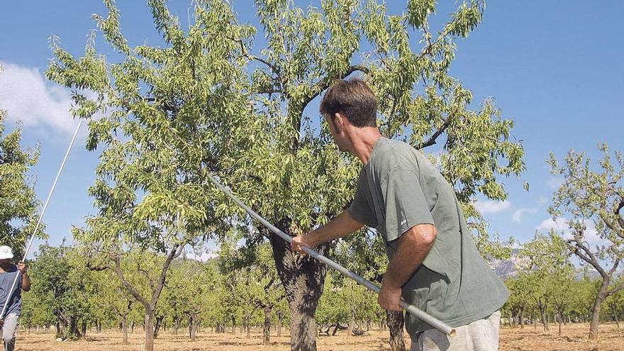 La bacteria llegó a Mallorca a principios del milenio, según el científico que sugirió su presencia en almendros en 2010.