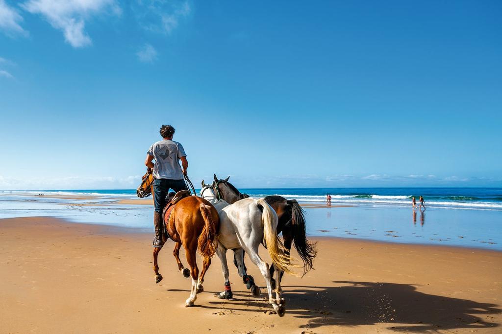 Alegría gaditana, Tarifa, Conil