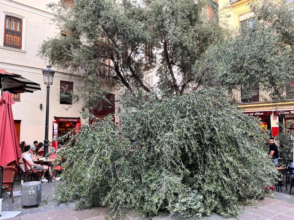 Vecinos y hosteleros de la plaza del Doctor Collado alertan del estado del primer olivo de València