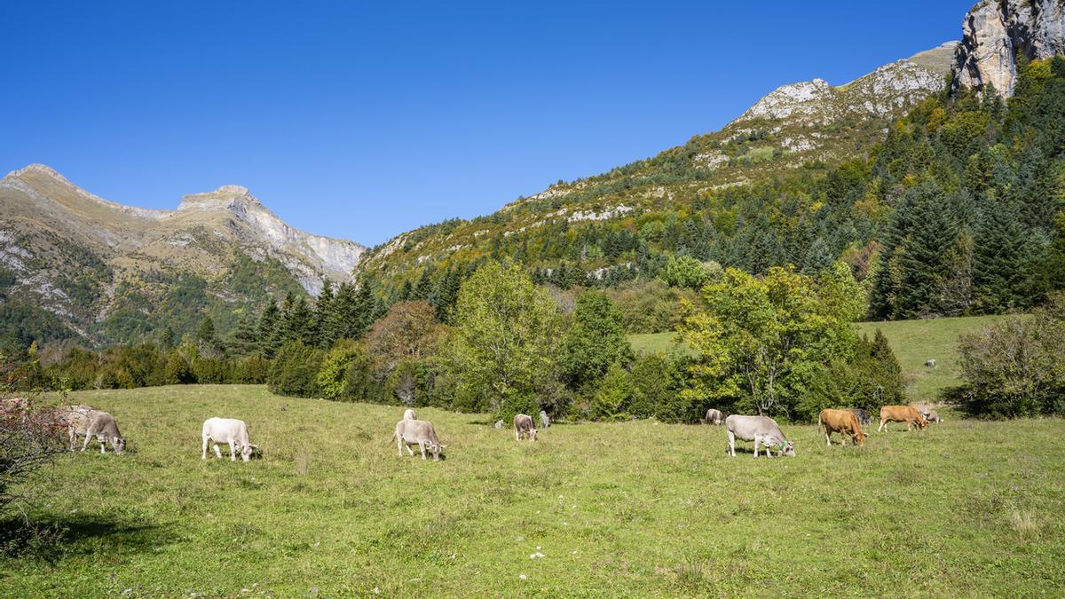 Vacas pastando en el Pirineo oscense.