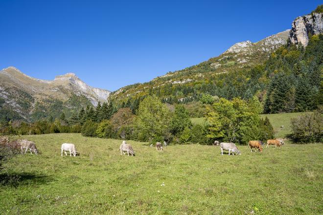 Vacas pastando en el Pirineo oscense.