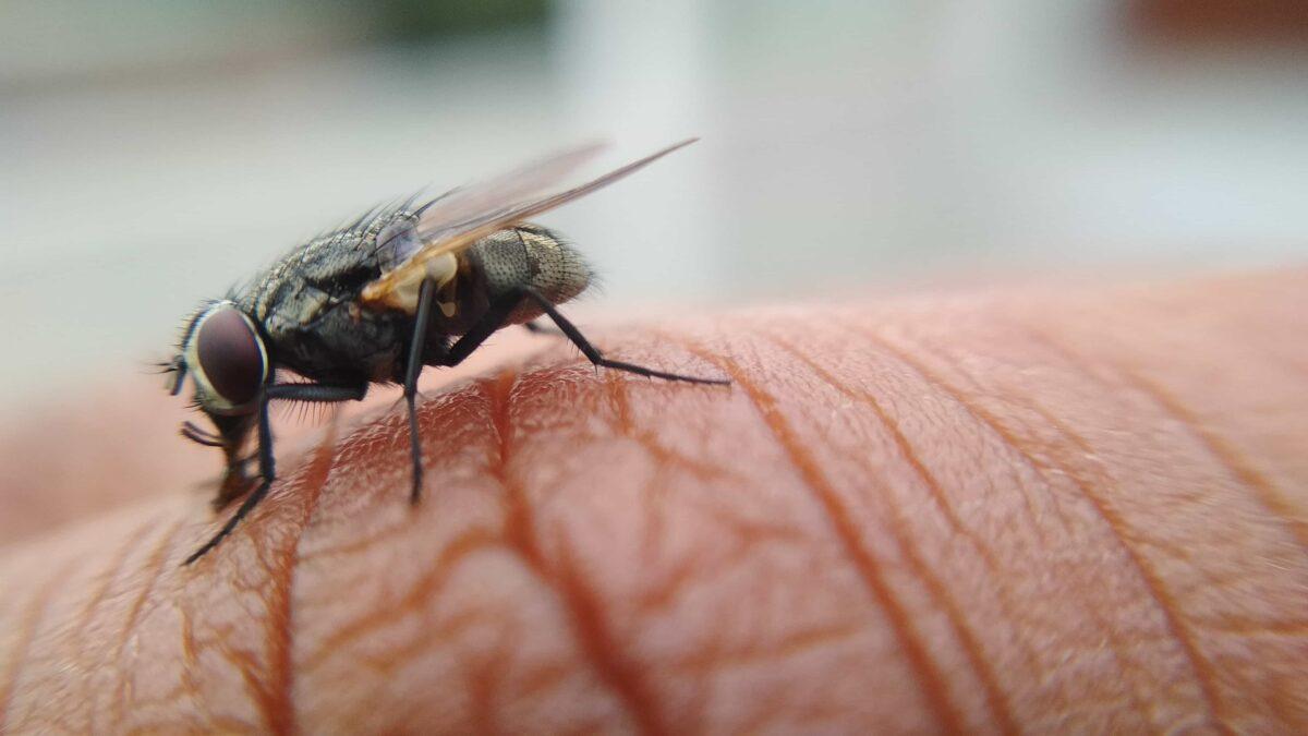 Primer planto de una mosca sobre piel humana.