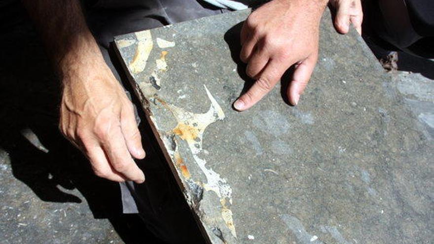 Detall del fòssil de fa uns 45 milions d&#039;anys.