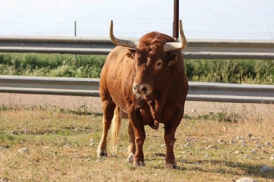 Toro Enmaromado 2017: Razonador