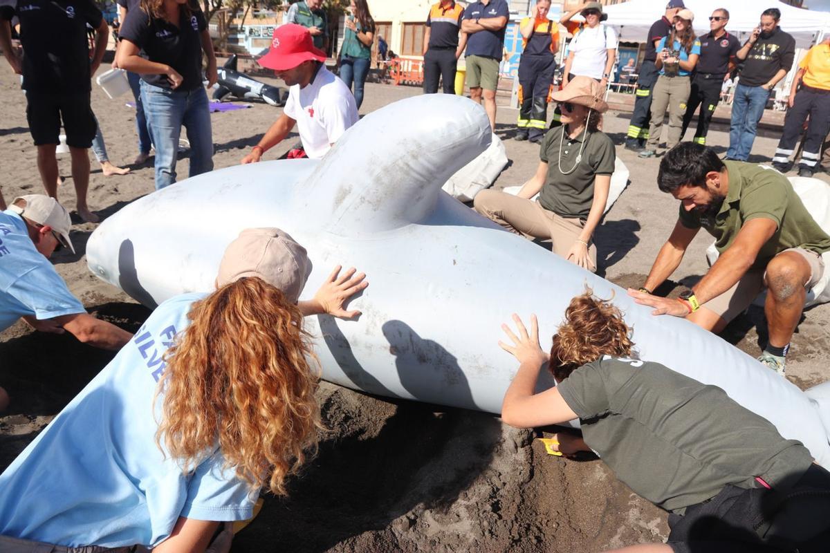 Rescate simulado de un cetáceo varado en El Médano.