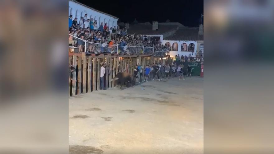 VÍDEO | Ingresado grave en la UCI tras recibir una cornada en Garrovillas