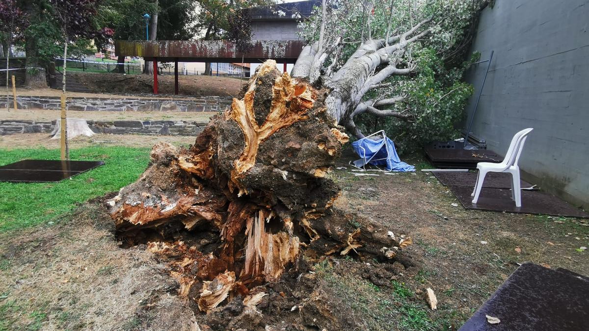 Cae un árbol en el Barrio de las Flores sin causar heridos