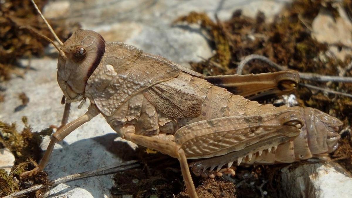 amadridejos38370283 sociedad langosta prionotropis ancosae  hembra  localizada e170511183952