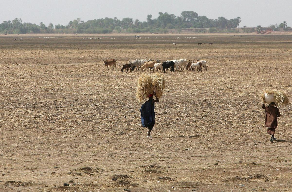 Campesinos llevan paja al ganado en un terreno del centro de Mali.