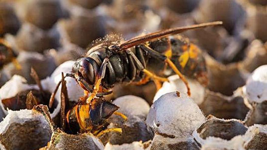 La vespa asiàtica, voraç depredadora d&#039;abelles, irromp amb força aquest estiu