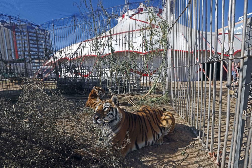 Un circo con animales en Alfafar, el único en la Comunitat