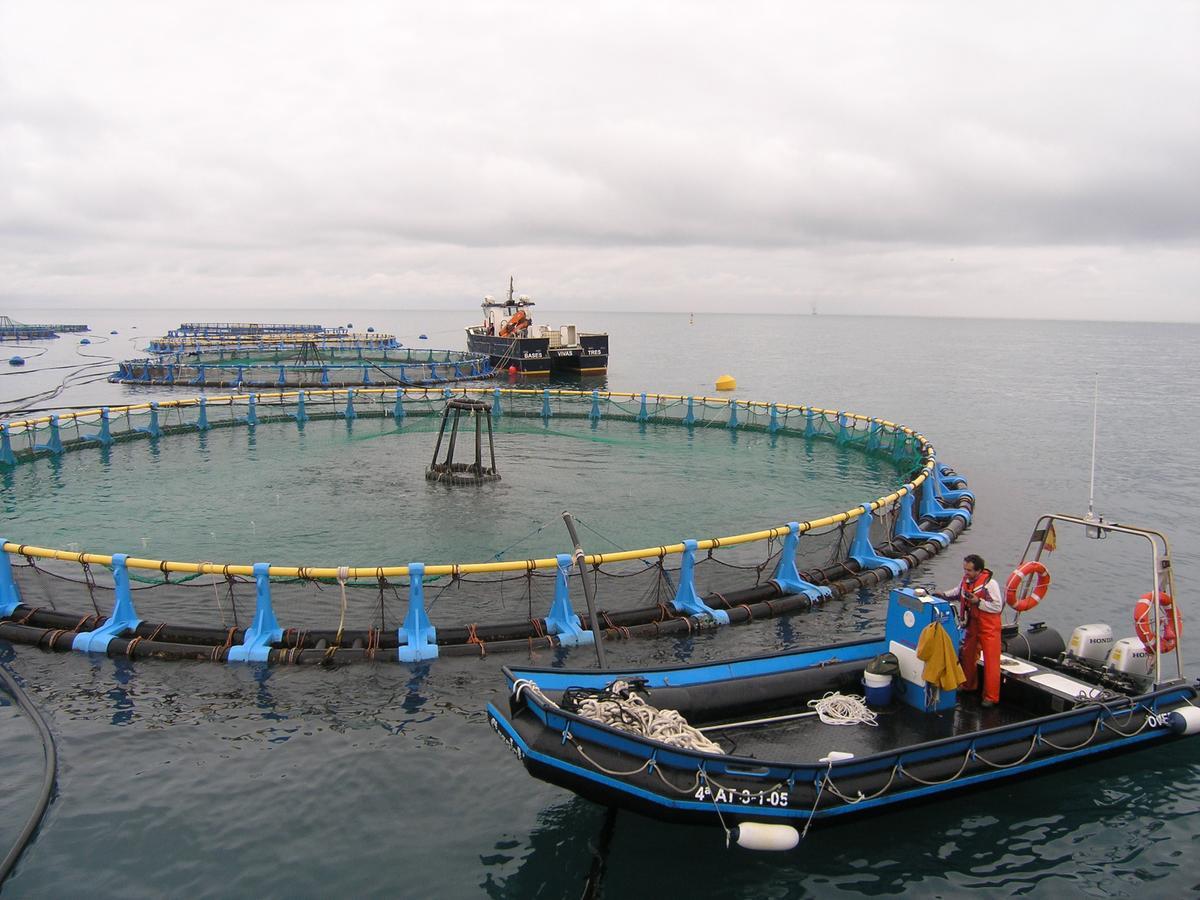 Proyecto de jaulas off shore.