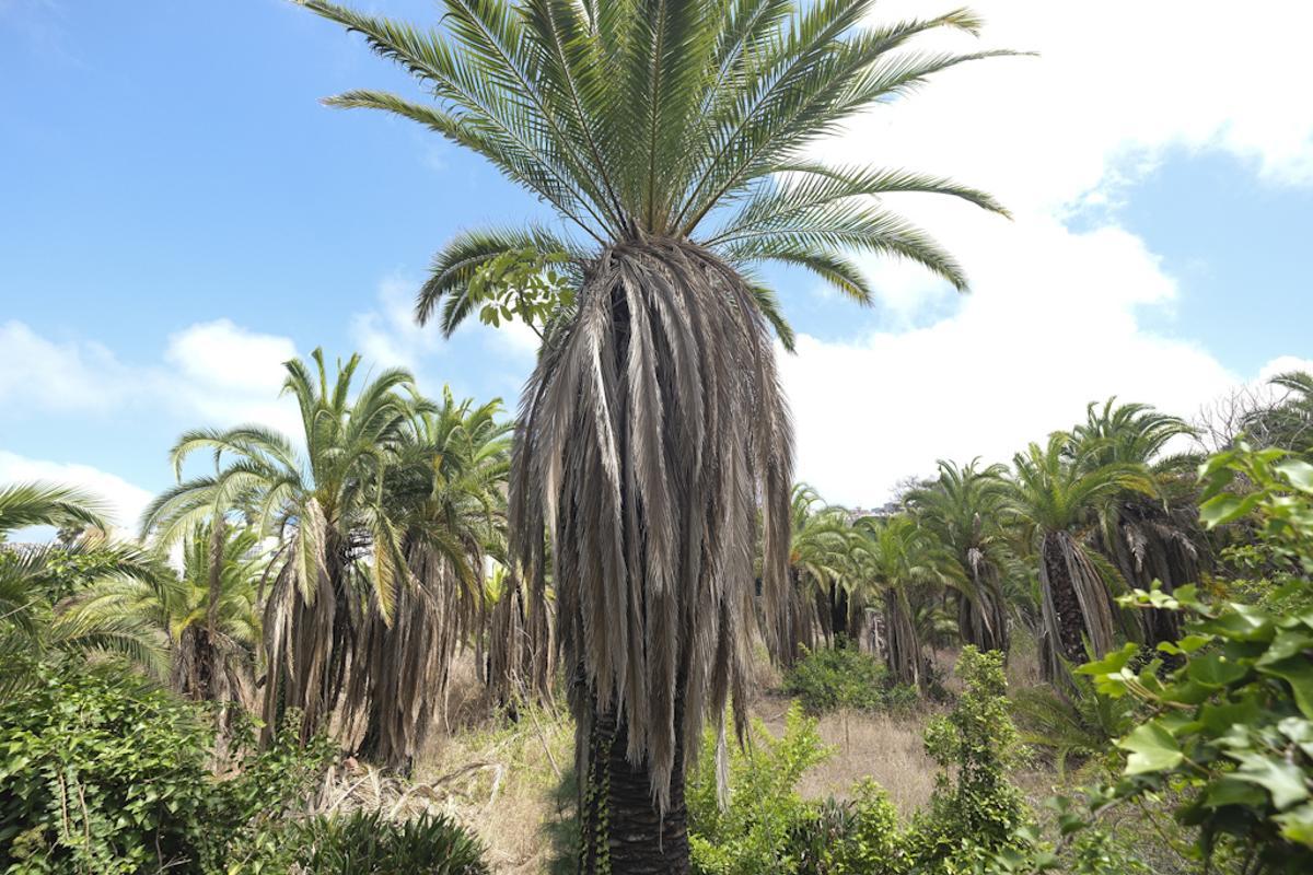La vegetación seca vuelve a poner en riesgo la zona, después de que las llamas calcinaran ejemplares de 250 años