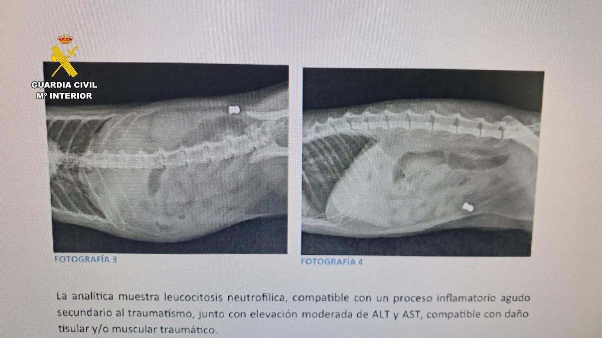 Radiografía que muestra dón de está alojado el balín en el cuerpo del gato.