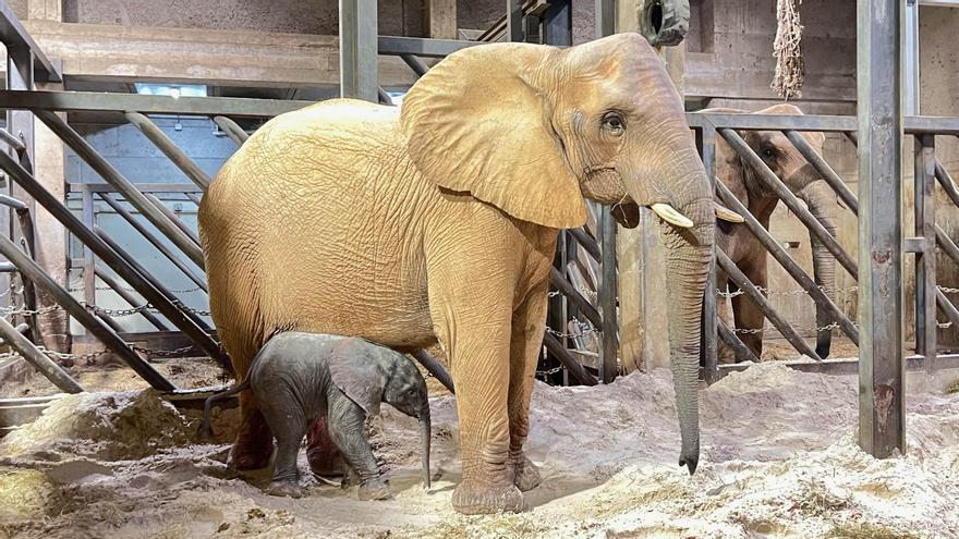 Emocionantes imágenes del nacimiento de un elefante en el Bioparc