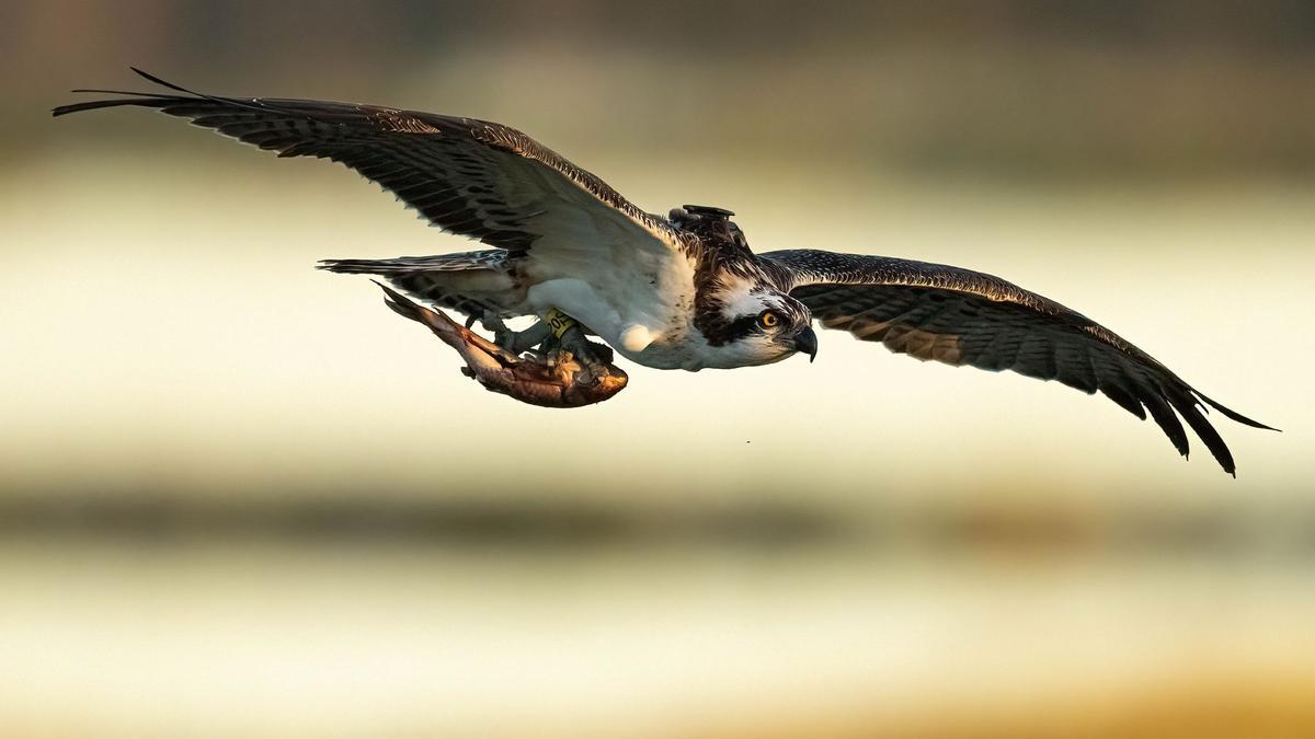 Un águila pescadora tras capturar un pez en el Marjal de Pego