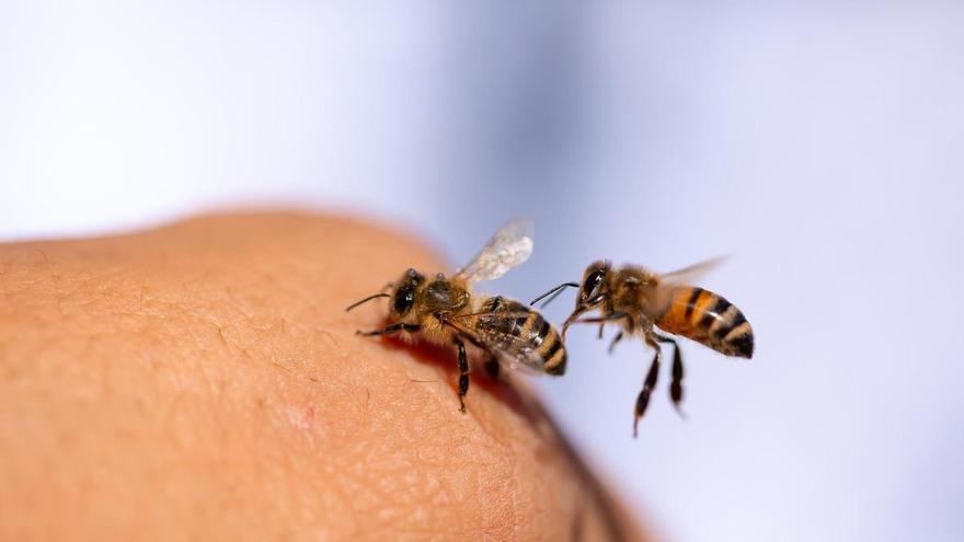Primavera y abejas: cómo protegerse de las picaduras y señales de alerta ante una alergia