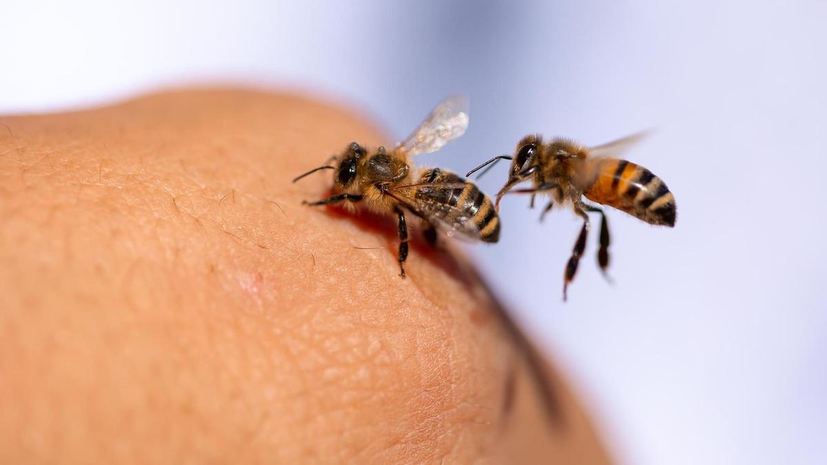 Primavera y abejas: cómo protegerse de las picaduras y señales de alerta ante una alergia