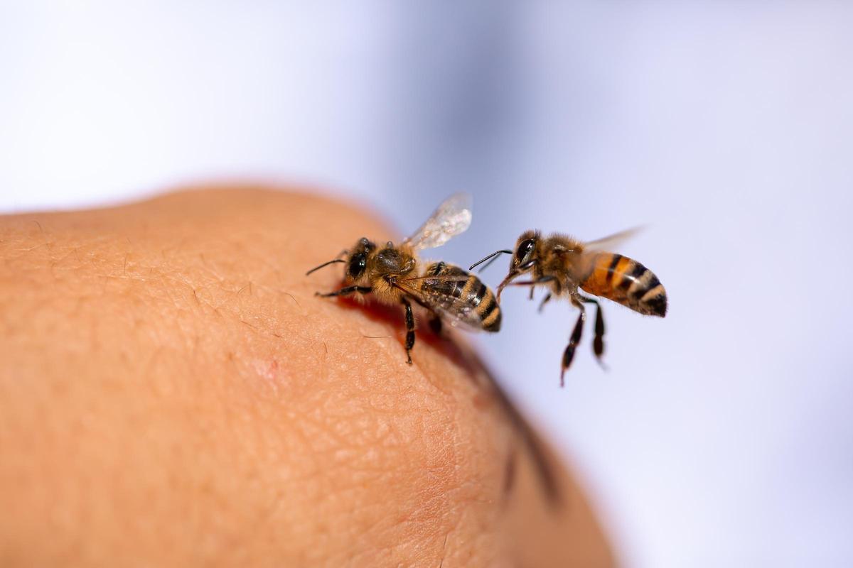 Las abejas son intimidatorias para muchas personas que temen sus picaduras.