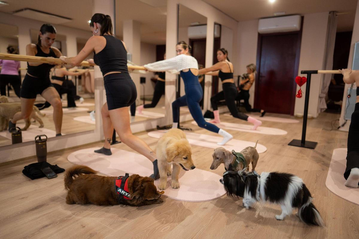 Barcelona 16/02/2026. Sociedad. Apertura de Élevé Barré Studio, un nuevo espacio pet friendly donde se practica fitness de barre acompañado de perros, combinando ejercicio y bienestar animal. Foto: Zowy Voeten / El Periódico.